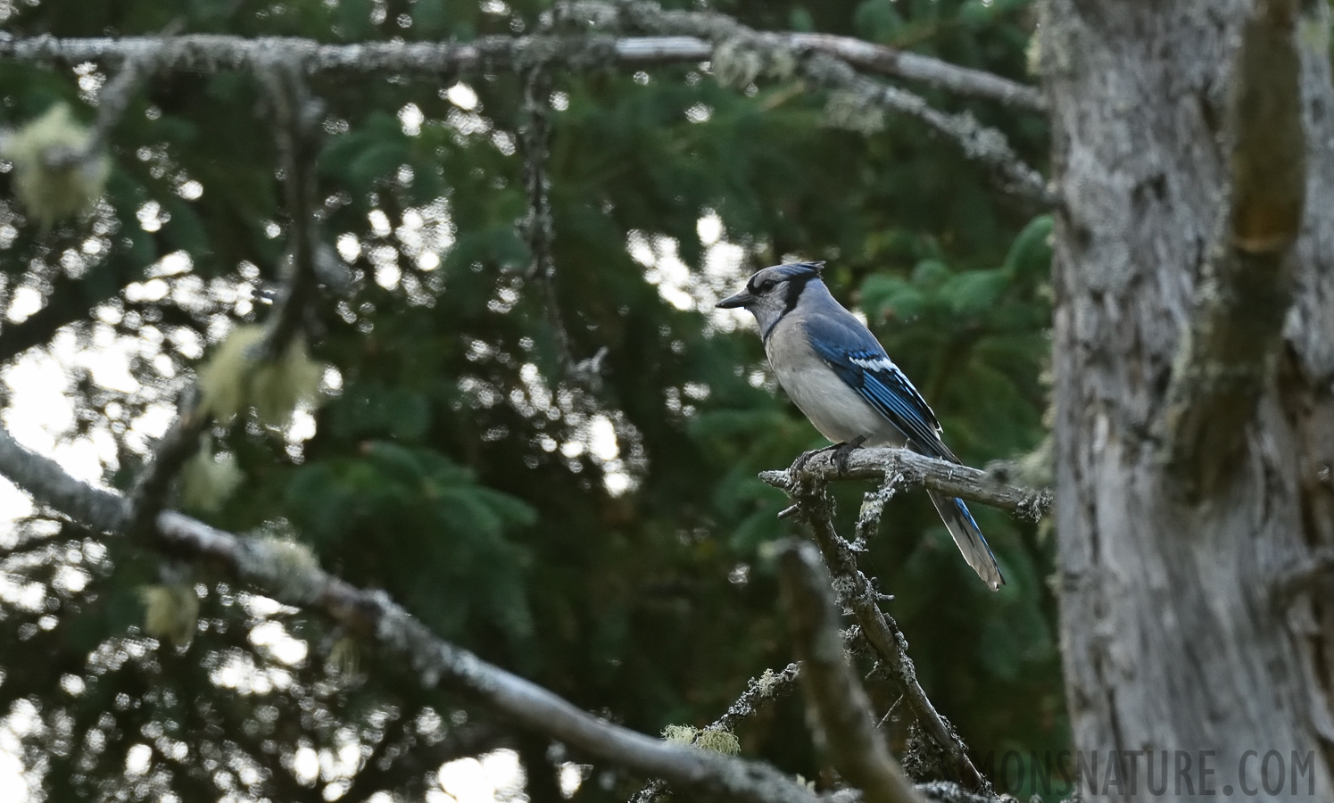 Cyanocitta cristata bromia [400 mm, 1/320 Sek. bei f / 7.1, ISO 1600]